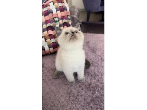 Blue point dişi erkek yavru scottish fold