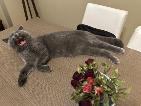 British shorthair çok uysal gri kedimiz