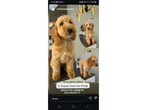 Köpeğimiz yeni yuvasını arıyor