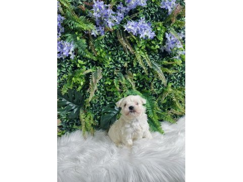0 numara maltese terrier disi ve erkek yavrularımız
