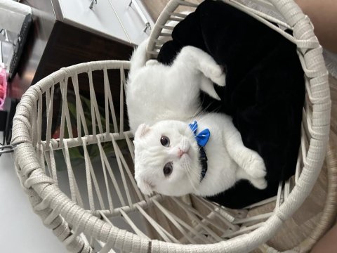 Erkek 1 yaşında scottish fold kedime eş arıyorum