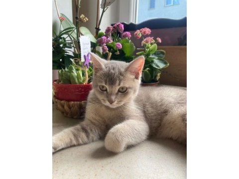 British shorthair yavrumuz yeni yuvasını bekliyor