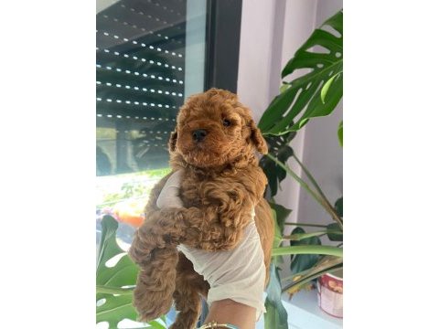 Sağlık ve ırk garantili toy poodle