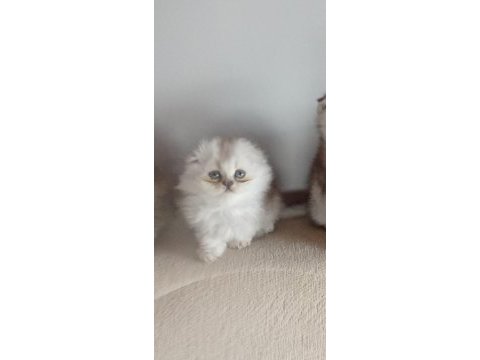 Scottish fold longhair
