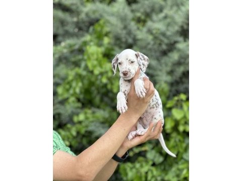 Red dalmatian yavrumuz