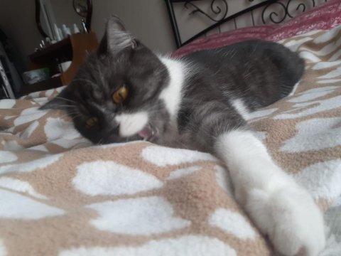 British shorthair 2 buçuk yasinda dişi kedi kısır değil
