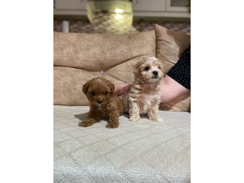 Kuşadasının en güzel maltipoo yavruları