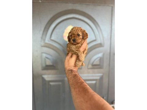 Toy poodle yavrular