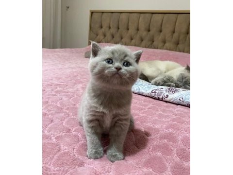 Oyuncu erkek yavru british shorthair