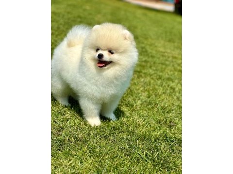 Daha iyisi yok gercek teddy bear pomeranian