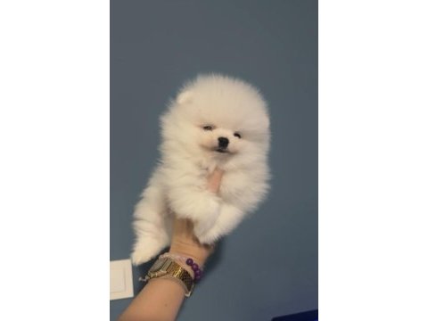 50 günlük kore kan micro pomeranian bebekler ayı surat