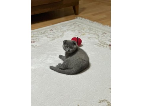 Scottish fold