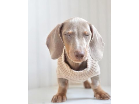 Exotic dachshund yavruları 