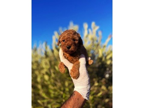 Toy poodle sahibi olmak için süper fırsat