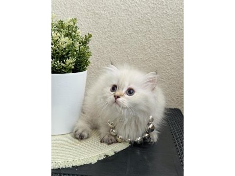 British longhair silver point yavrular