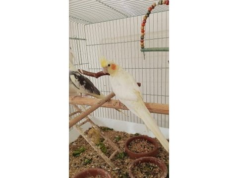 2 aylık sultan papağanı yavrular