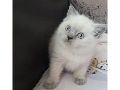 British shorthair prensesimiz