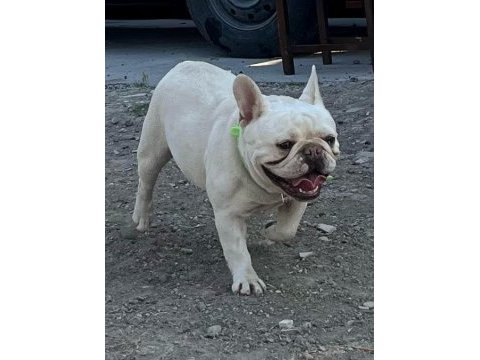 2 yaşında blue cream dişi kızanı yakın french bulldog