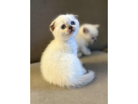 Scottish fold kedimiz