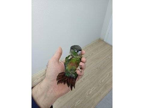 Greenchek konur bebek
