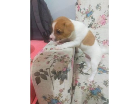 0 numara jack russell prensesler