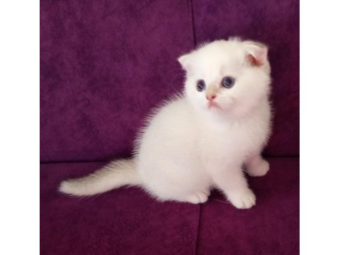 British shorthair golden yavrusu