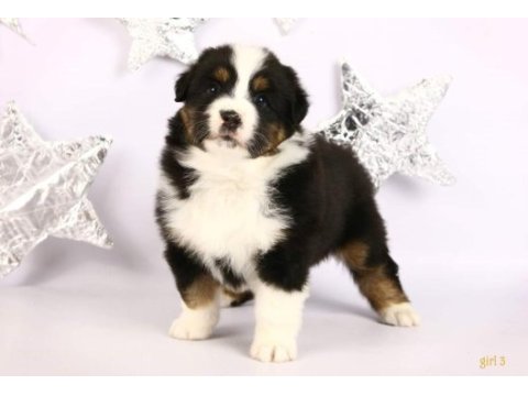 Birinci sınıf bernese yavruları