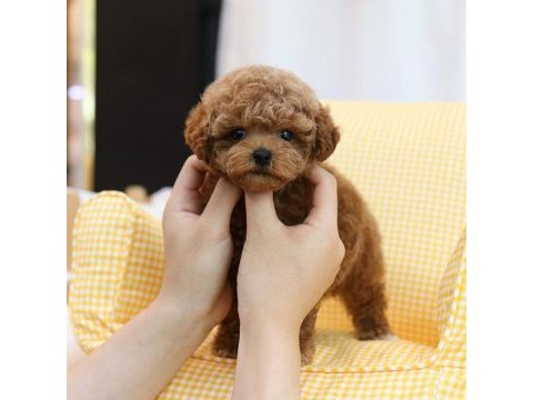 İstanbulda kore toy poodle bebeklerim