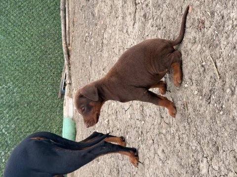 Safkan doberman yavvrular