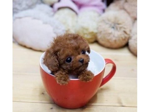 Toy poodle kore bebeklerimiz