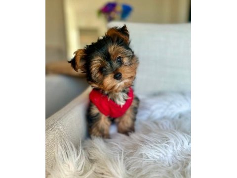 Teacup ve 0 numara yorkshire terrier