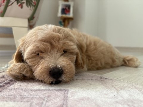 3 aylık erkek maltipoo