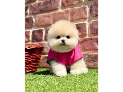 Pomeranian yavrular