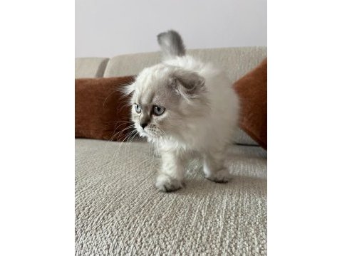 2.5 aylık scottish fold dişi