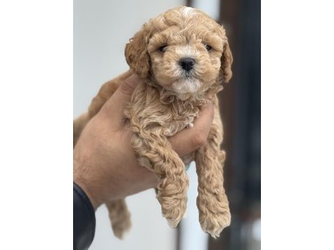 Ankaranın en seçkin kore maltipoo yavruları