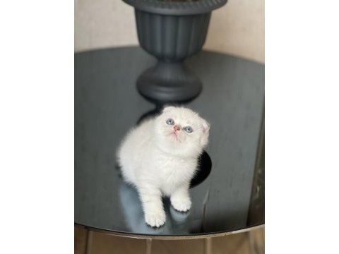Top kafa oyuncu silver point scottish fold yavrum