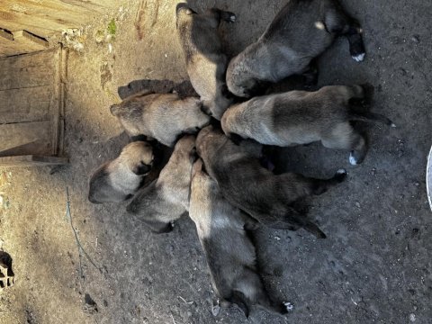 Dev ırk anadolu çoban köpeği