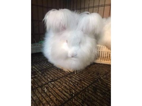 Angora tavşanı