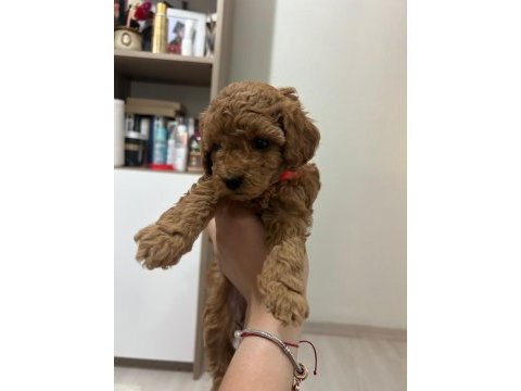 Toy poodle yavrularımız