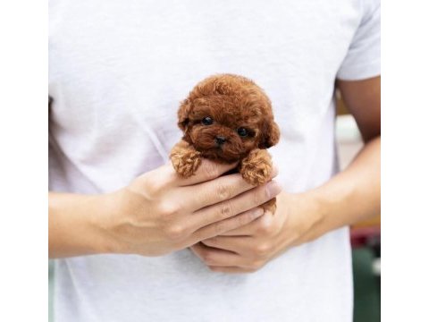 Şecereli toy poodle yavrular ruhsatlı üretim çiftliği