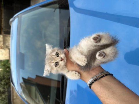 British shorthair yavrularım