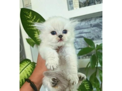 Sıfır kulak top kafa scottish fold bebek