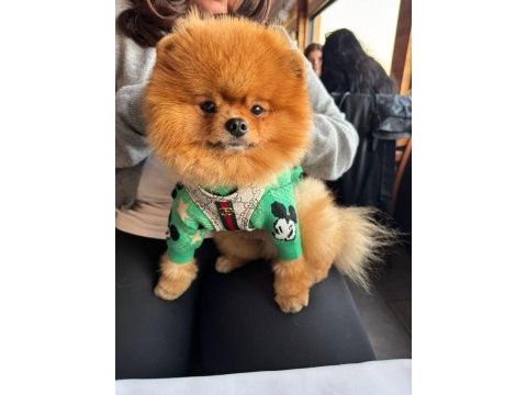1 yaş erkek pomeranian boo sıfır burun