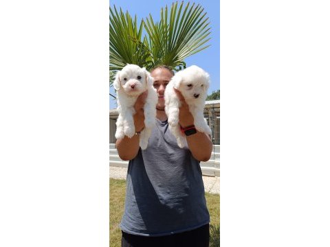 Safkan maltese terrier yavrular