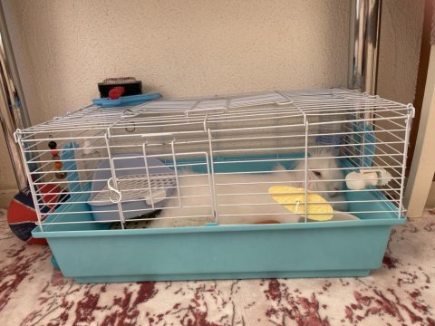 Hollanda mini lop tavşanı