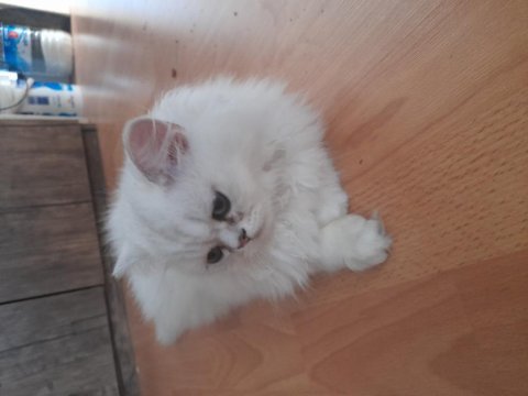 İran kedisi dünyalar tatlısı