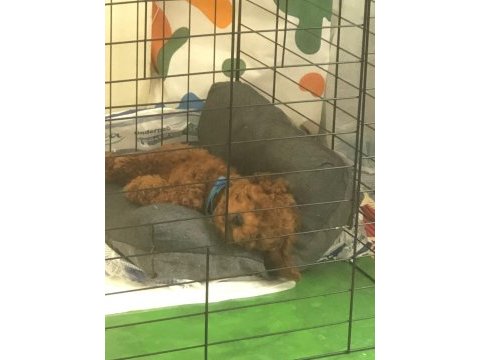 Toy poodle yavru 3 aylık erkek
