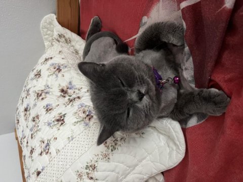Ücretsiz verilecek british shorthair