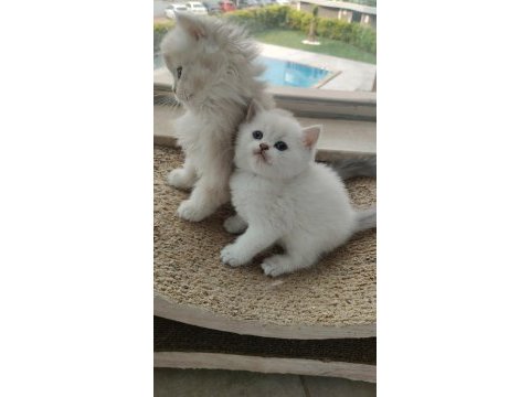 Safkan british bebekler