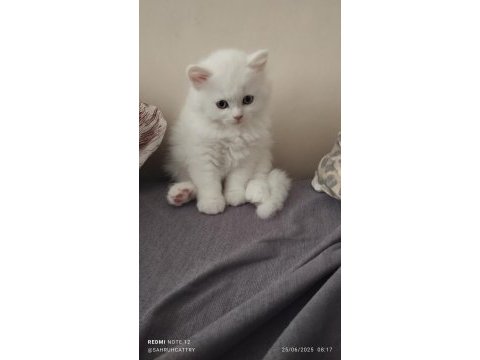 Pamuk şeker british kedimiz